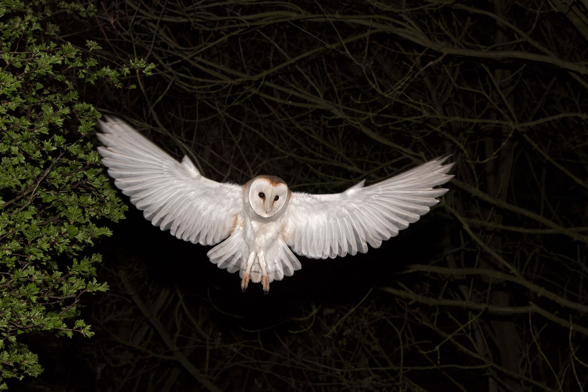 An owl flying silently with its wings spread wide.