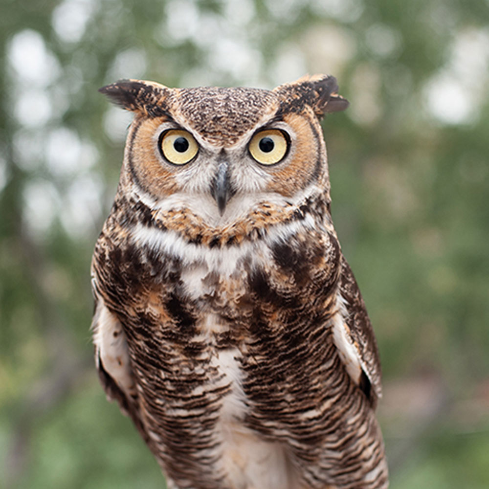 Close-up of an owl's golden eyes