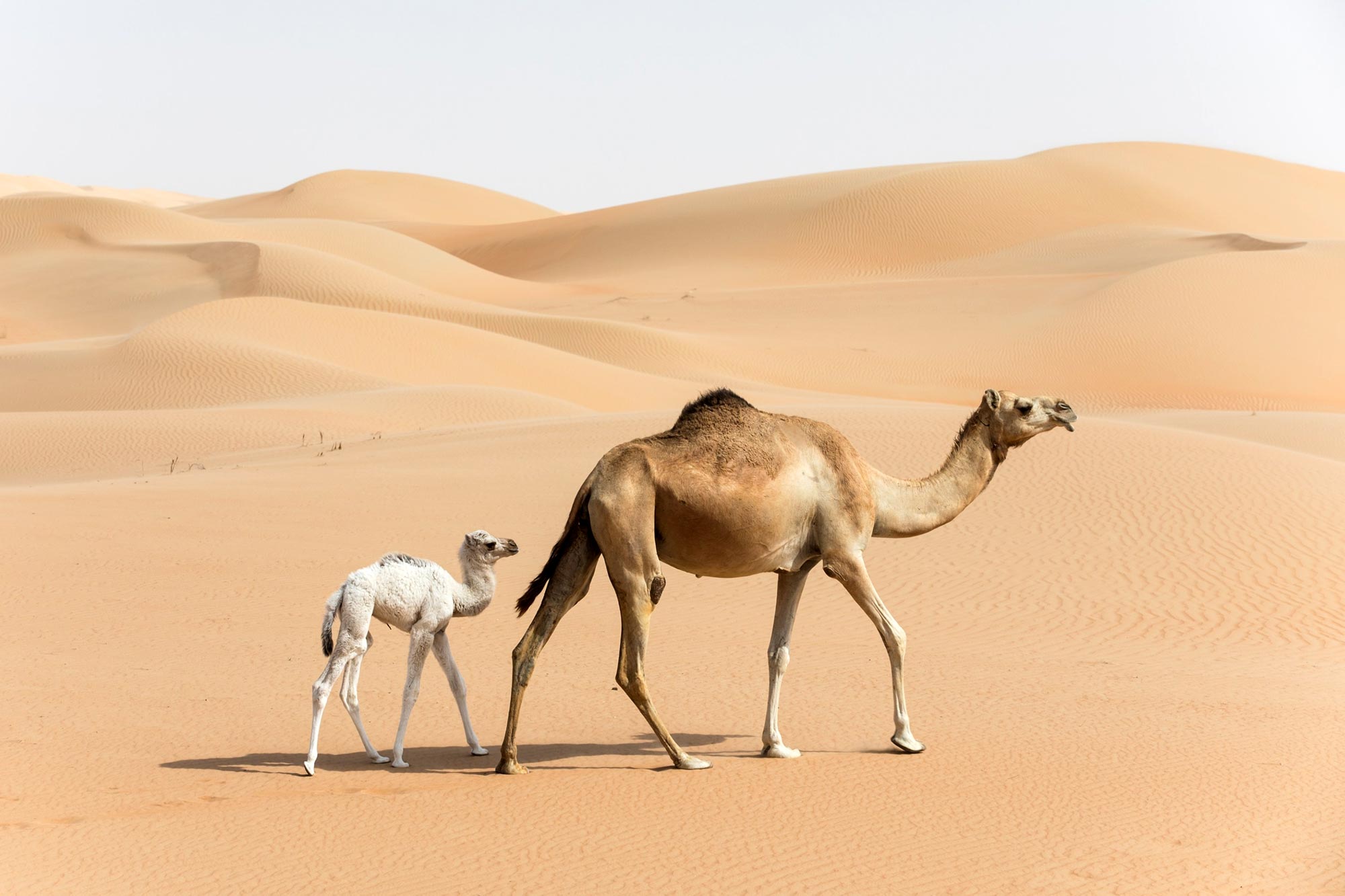 A camel walking in the hot Sahara desert, showing its hump and thick fur.