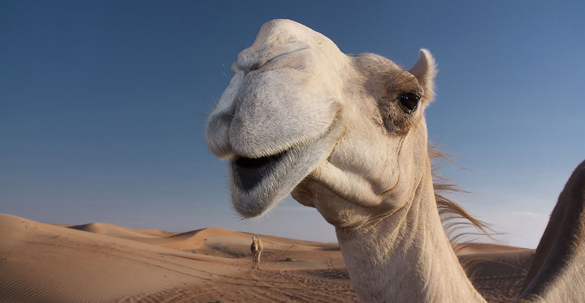 Close-up of a camel's face and nose, explaining its water-saving breathing.