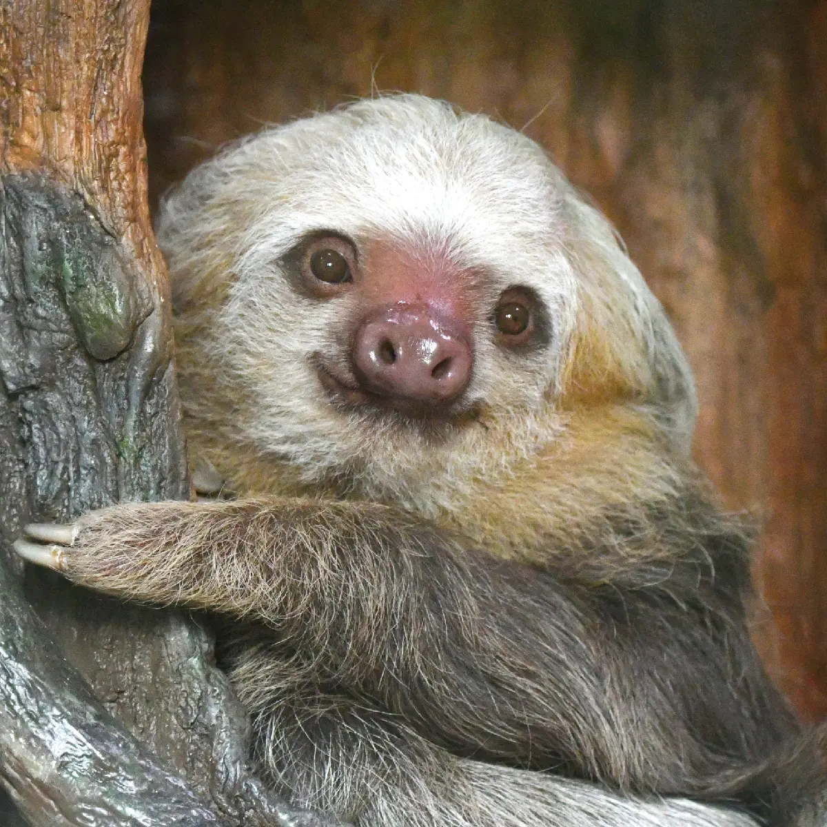 Two-toed sloths