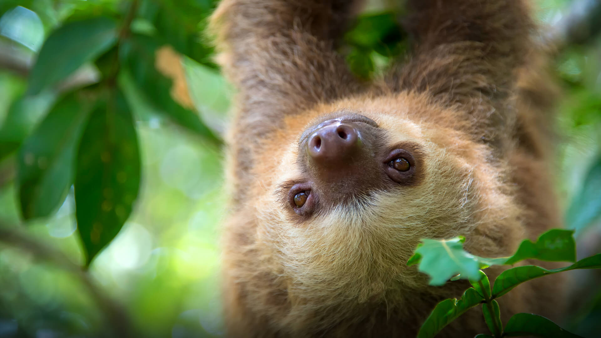 Two-toed sloths