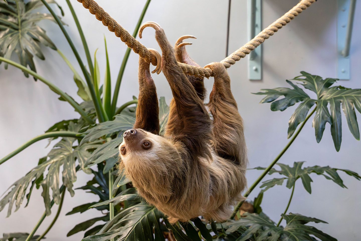 Two-toed sloths