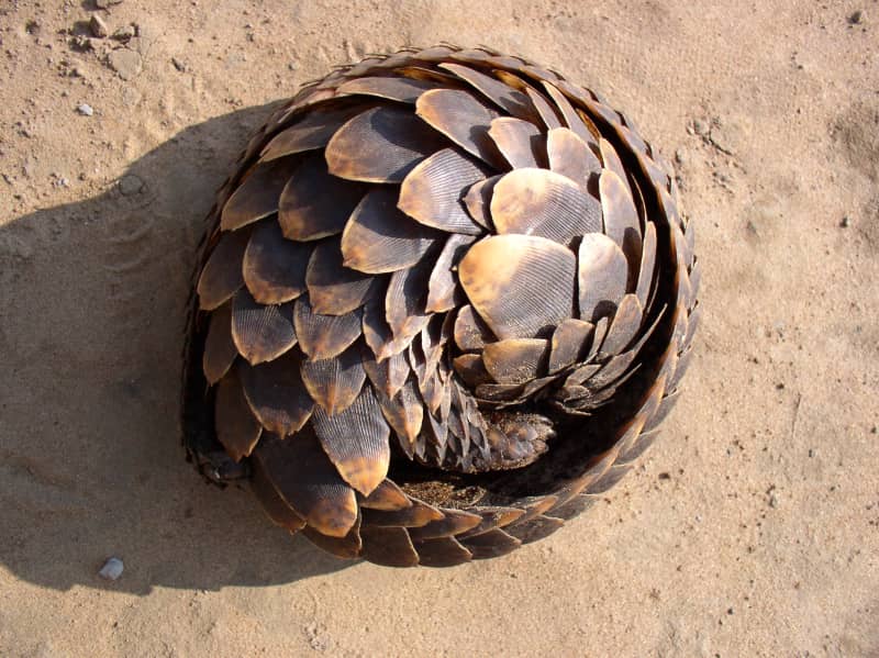 A Sunda Pangolin curled into a protective ball, showing its unique overlapping scales.
