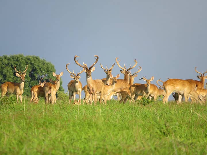 A majestic male Eld's Deer with large curved antlers standing in the dry deciduous forest of Cambodia.