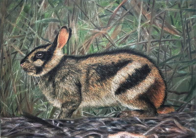 A rare Annamite Striped Rabbit with its distinct dark stripes, photographed in the dense jungle of Cambodia.