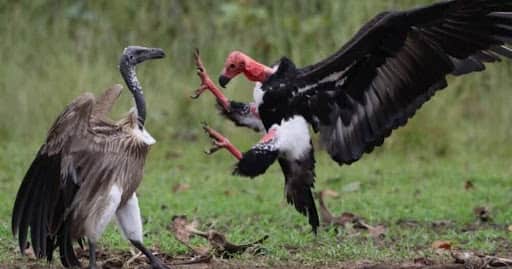 A group of vultures feeding at a 