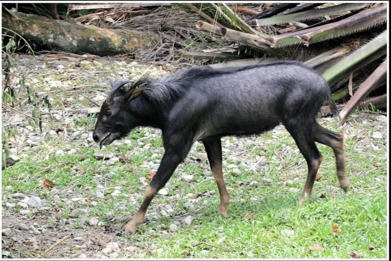 A Mainland Serow standing on a steep limestone cliff, showing its dark fur and short horns.