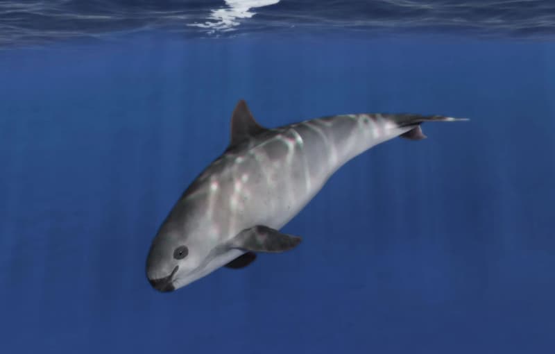 vaquita-porpoise-extinction-crisis-totoaba-trade