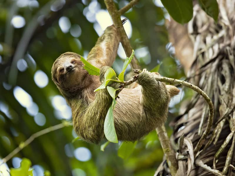 A three-toed sloth hanging upside down from a tree branch in the tropical rainforest.