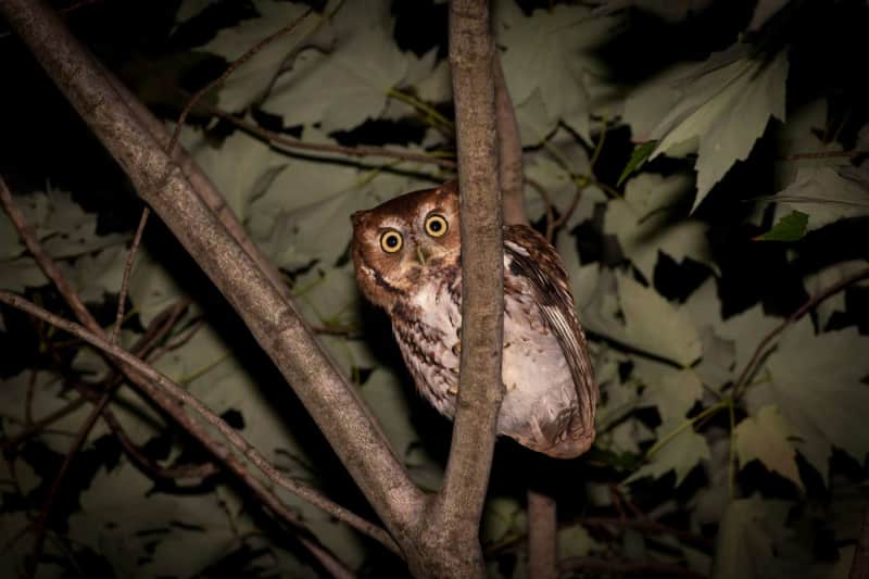 A mysterious owl perched on a branch at night, looking with large glowing eyes.