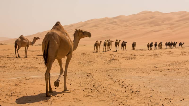 A camel walking in the hot Sahara desert, showing its hump and thick fur.