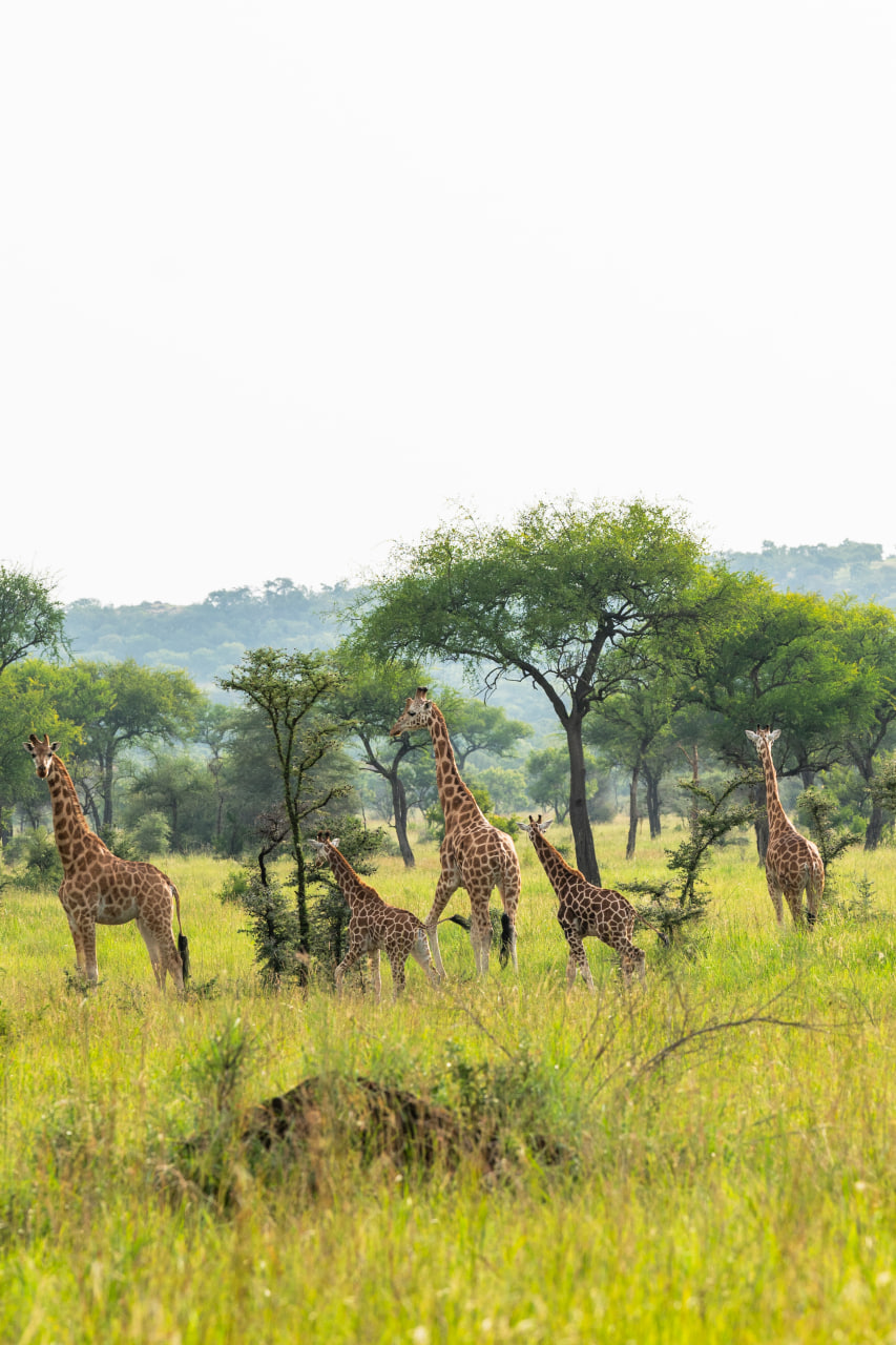Uganda Nationalparks