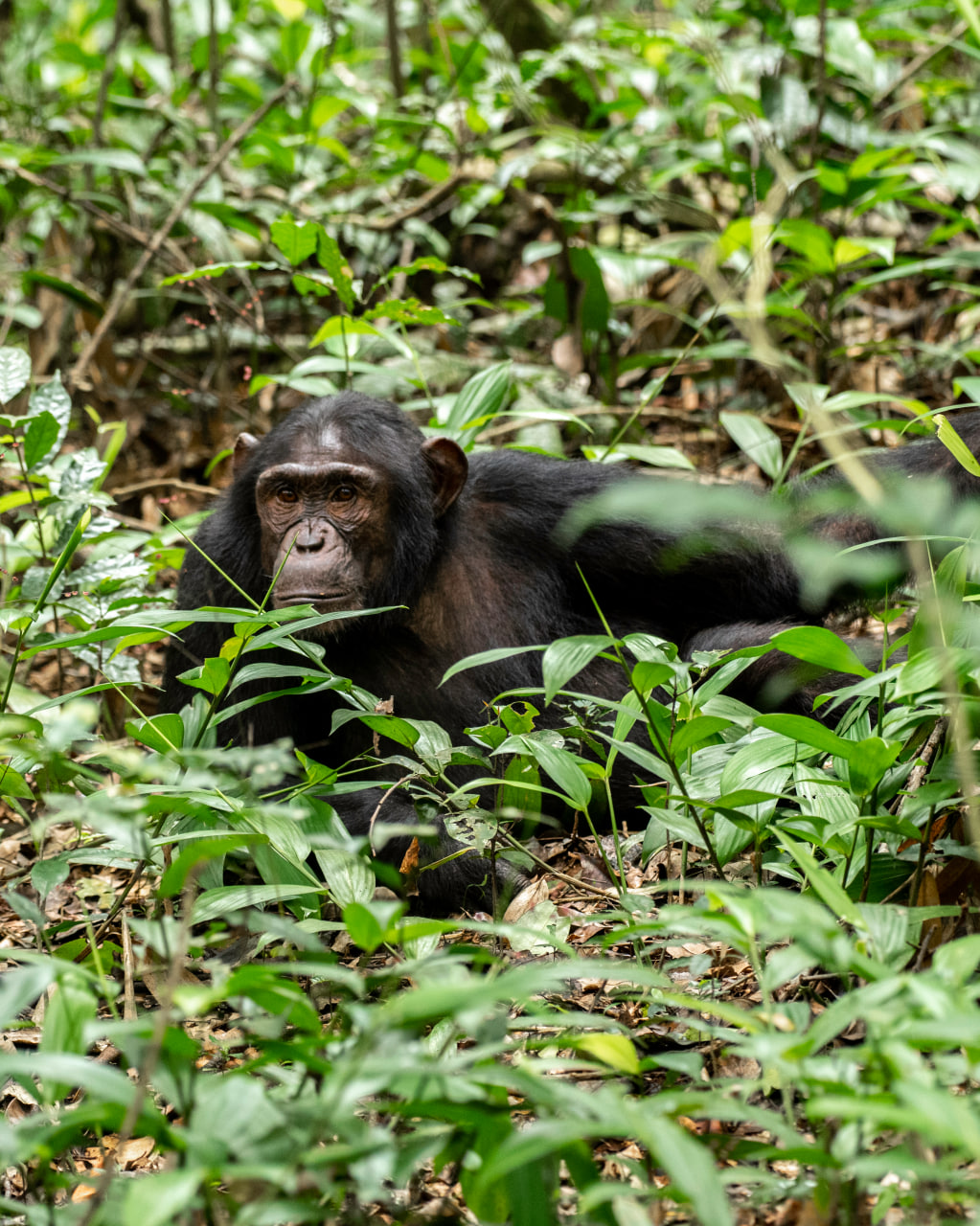 Schimpansen Kibale Forest Uganda