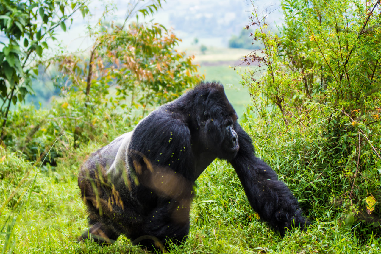 Gorilla Trekking Bwindi Uganda – Kurzreise