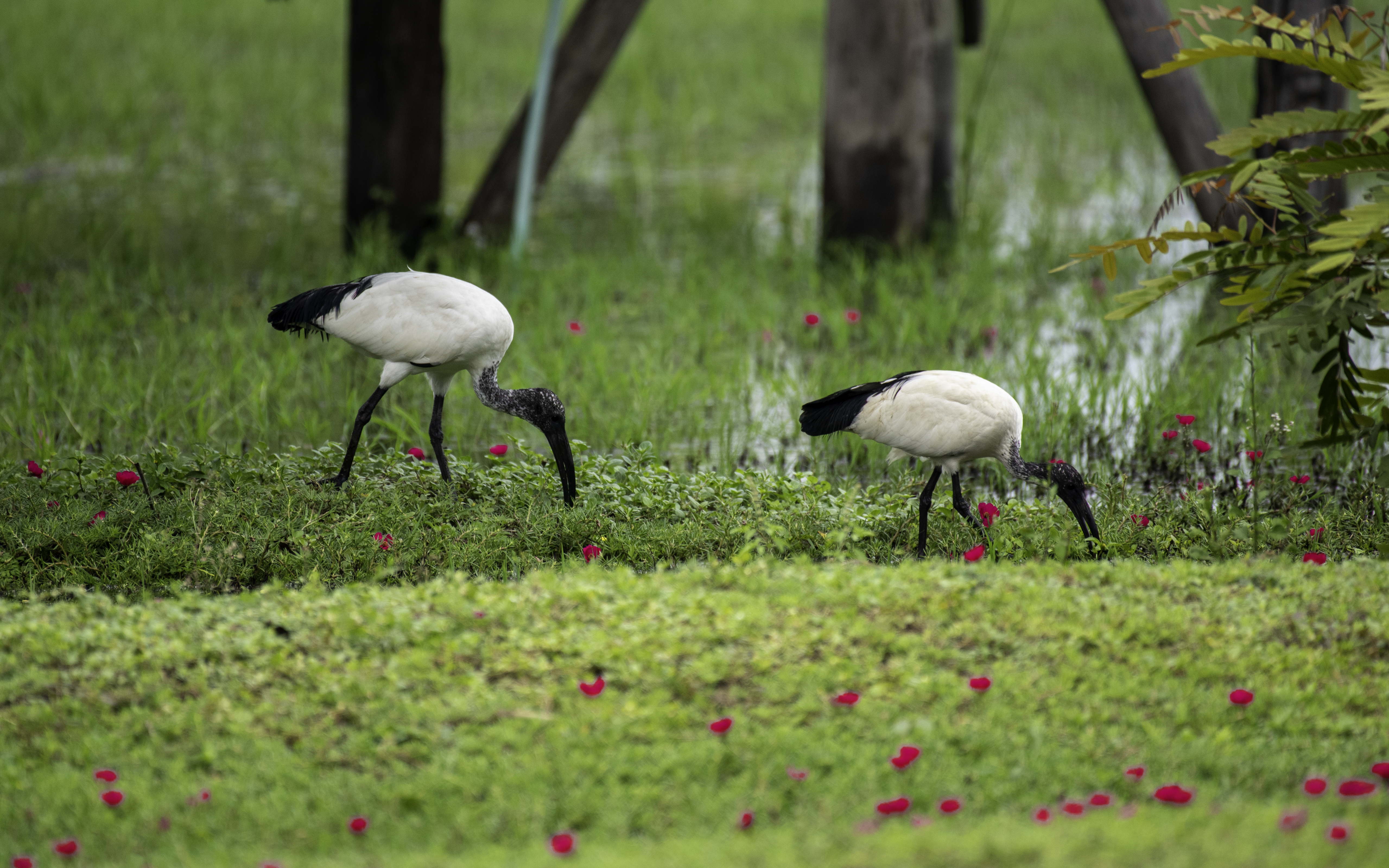 Kidepo Valley Nationalpark Uganda – verborgenes Juwel Afrikas