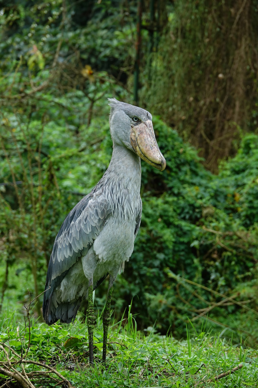 Uganda Nationalparks