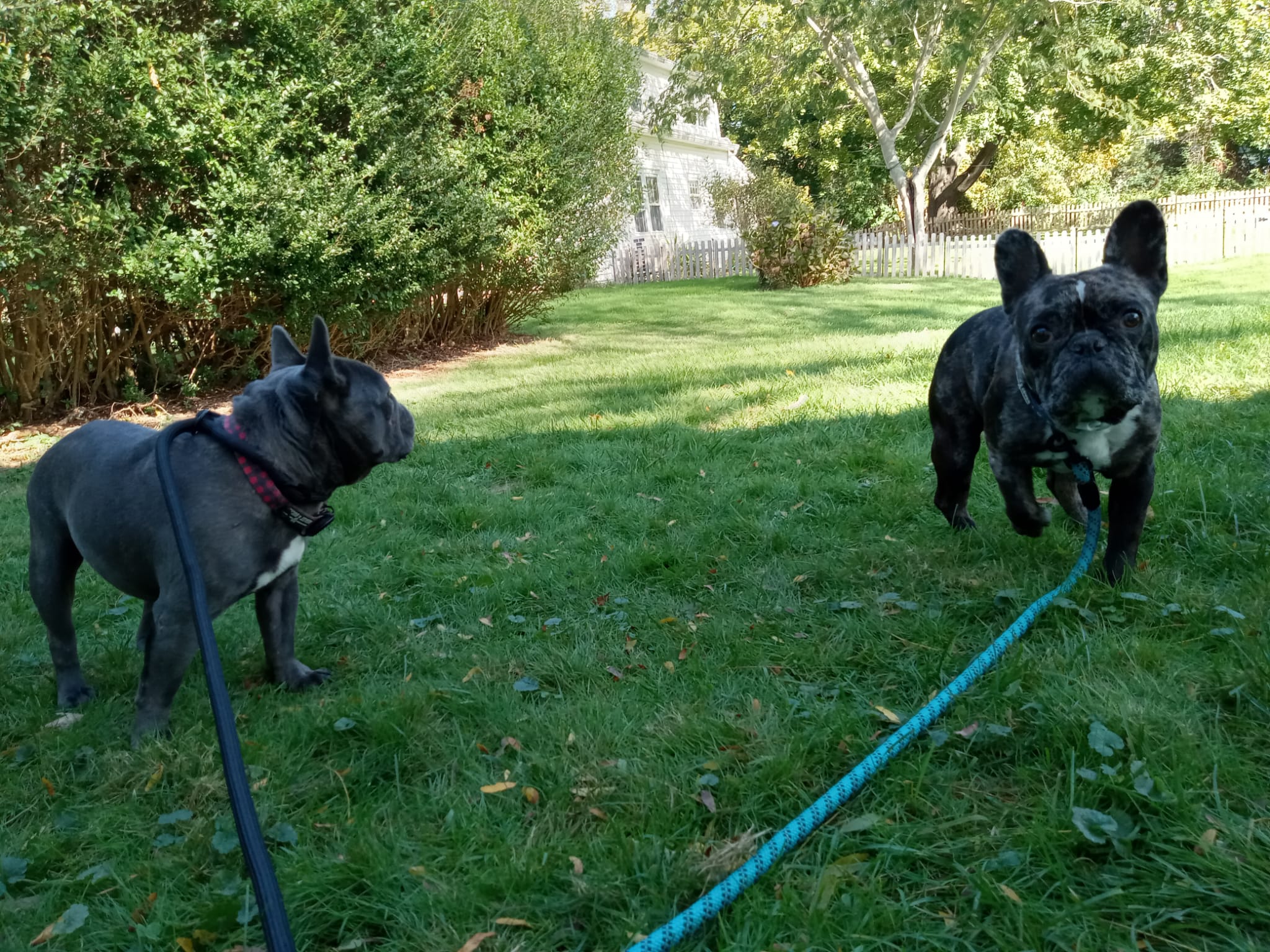 good dog blog - Pic 10.21.22 Alfred & Lincoln (2).jpeg