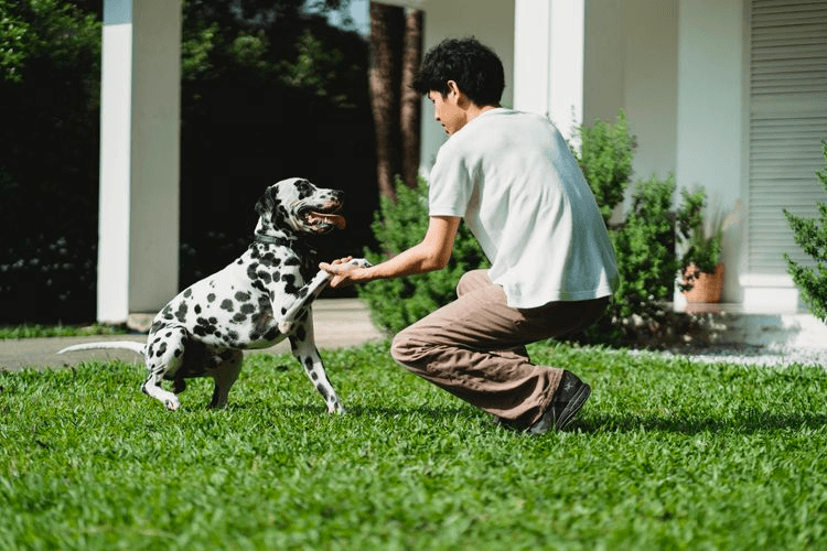 dog giving their paw