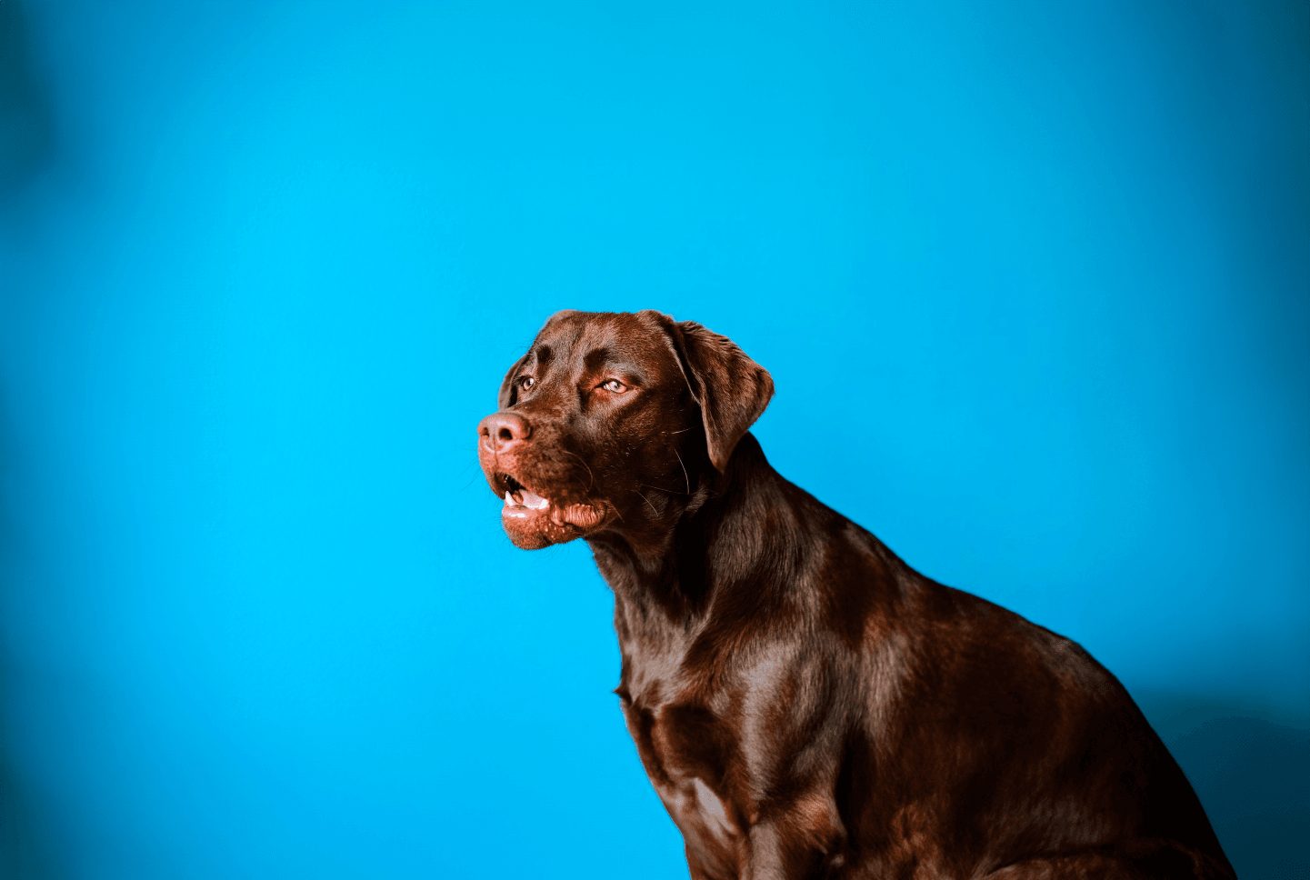 Advanced Obedience Program-image