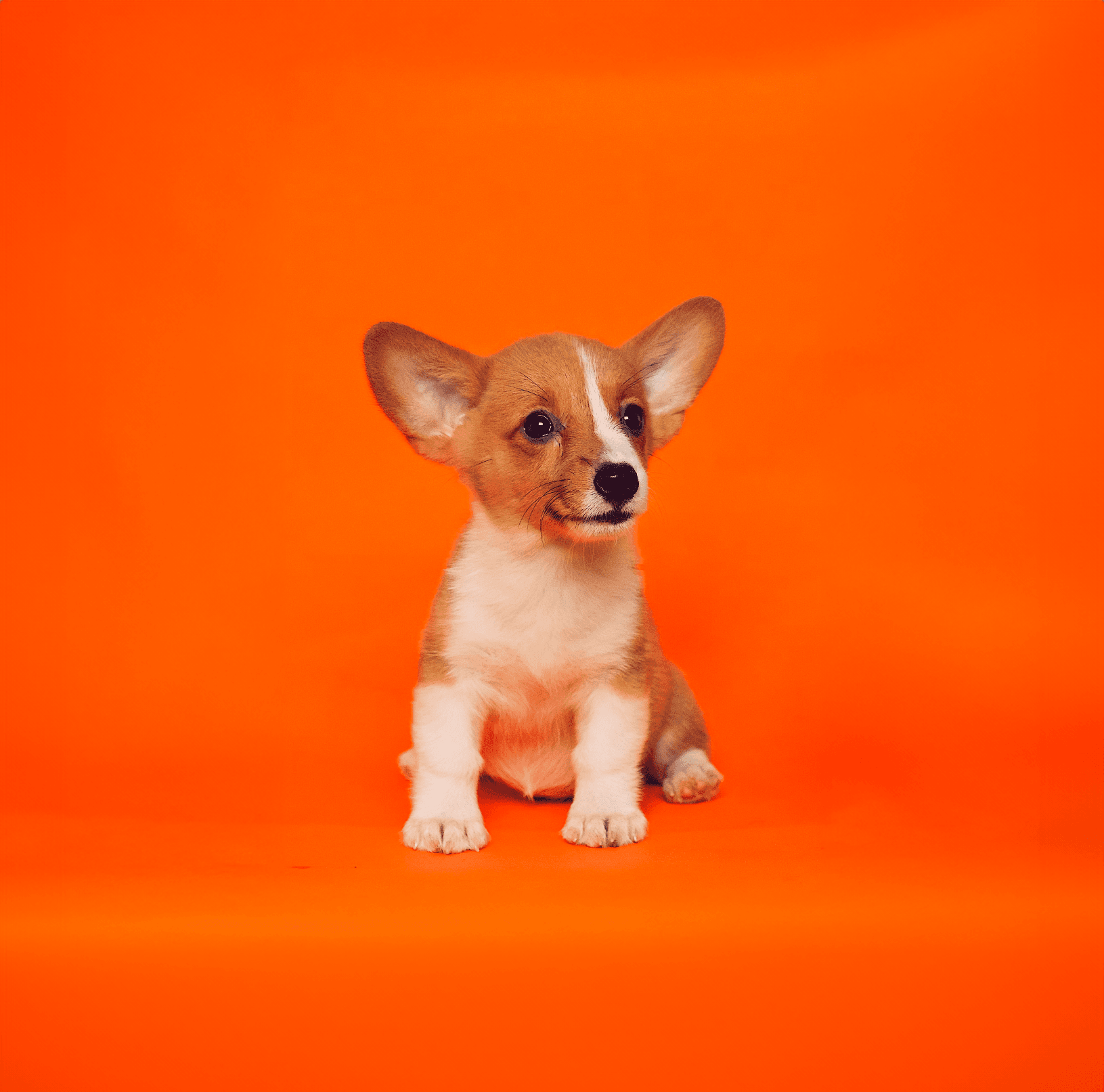 Basic Puppy Obedience Program-image