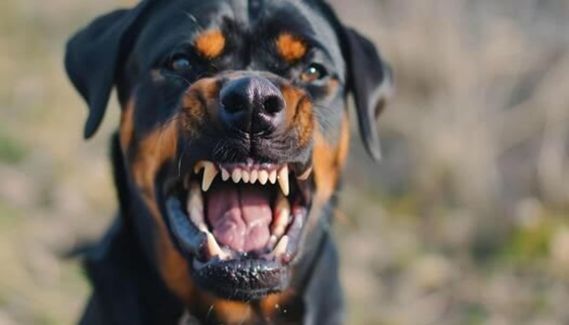 Man VS Dog