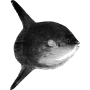 lozhka profile
