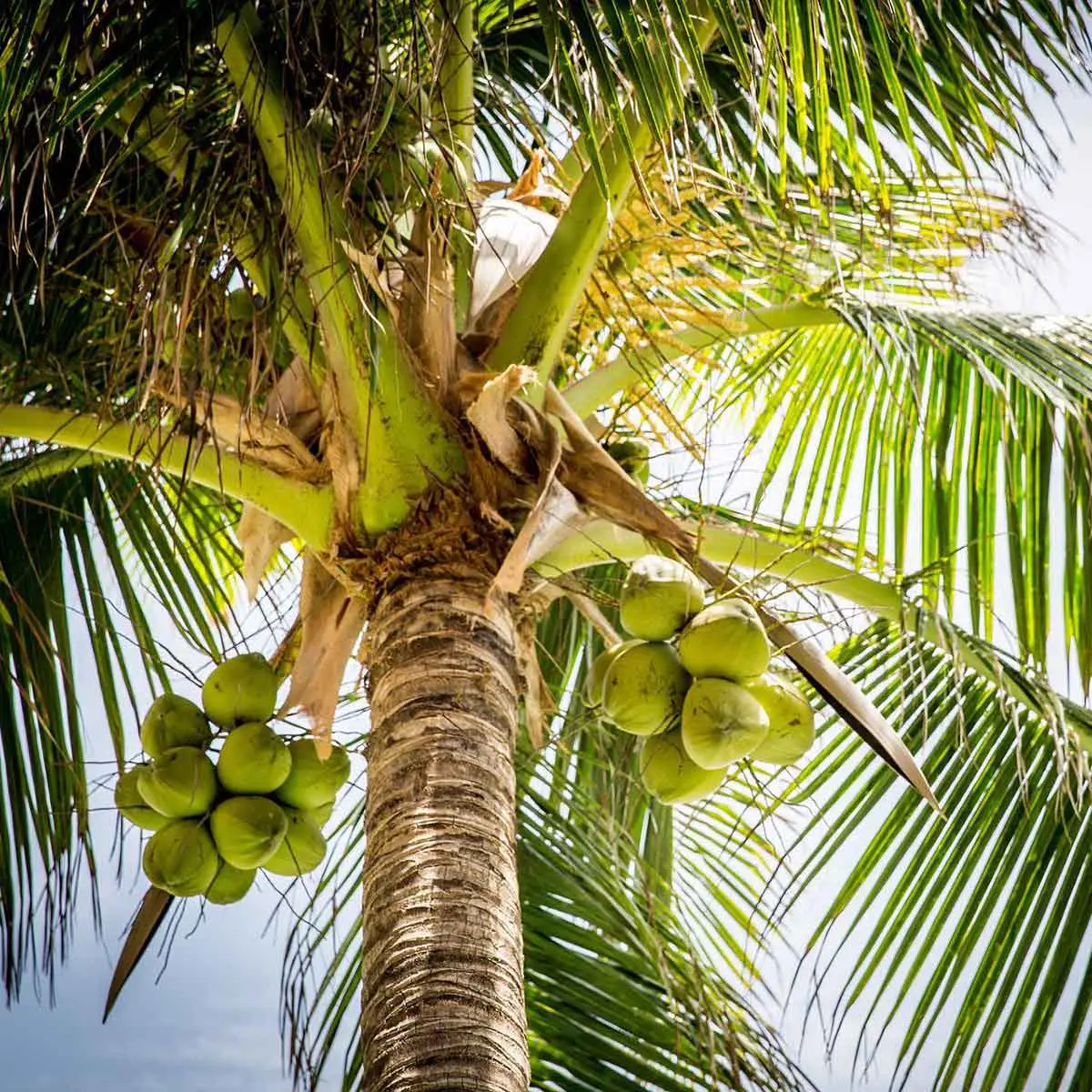 The Coconut Fruit A Tropical Superfood