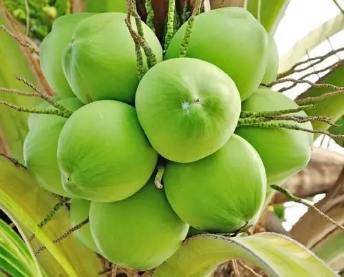 The Coconut Fruit A Tropical Superfood