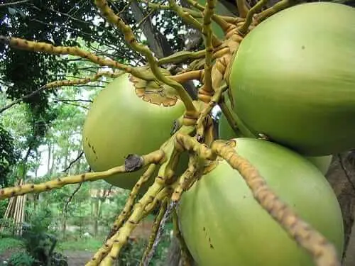The Coconut Fruit A Tropical Superfood