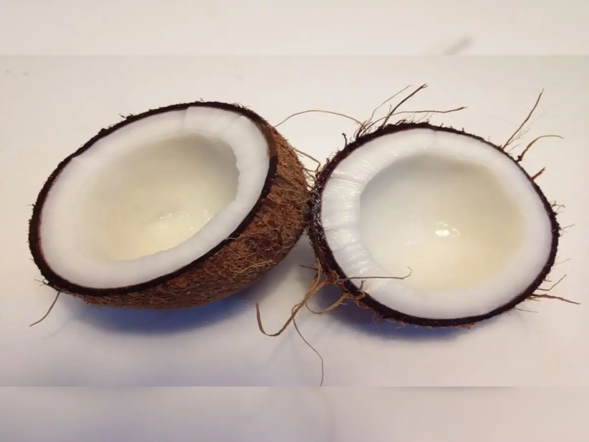 The Coconut Fruit A Tropical Superfood