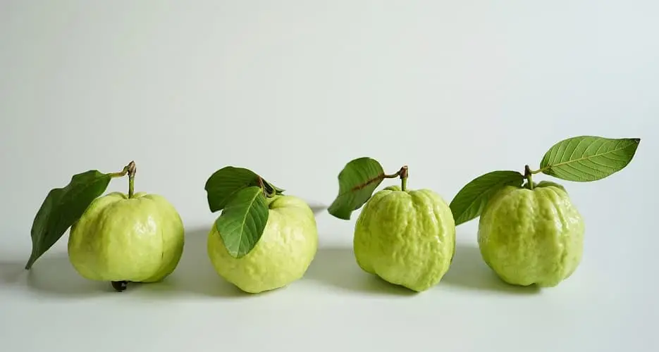 Guava Fruit A Tropical Treat with Abundant Benefits Guava Fruit A Tropical Treat with Abundant Benefits