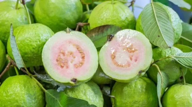 Guava Fruit A Tropical Treat with Abundant Benefits Guava Fruit A Tropical Treat with Abundant Benefits