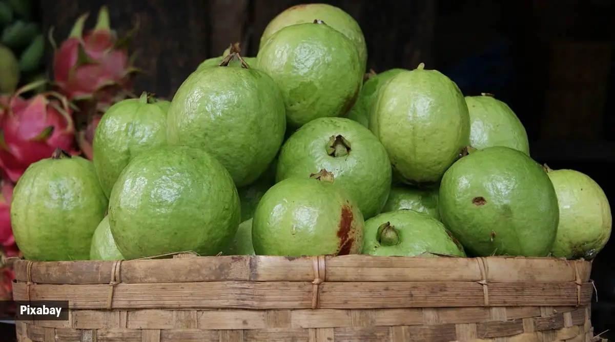 Guava Fruit A Tropical Treat with Abundant Benefits Guava Fruit A Tropical Treat with Abundant Benefits