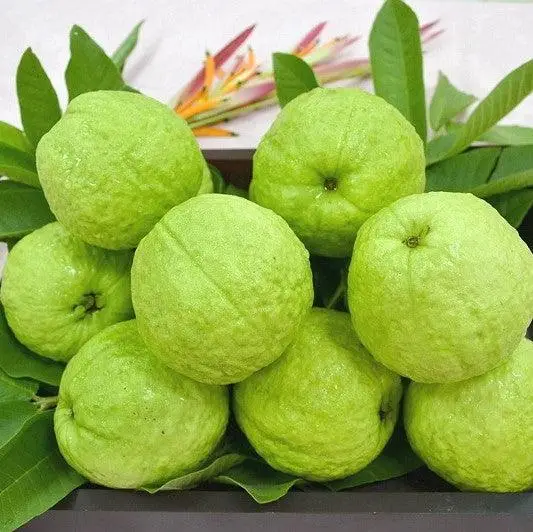 Guava Fruit A Tropical Treat with Abundant Benefits Guava Fruit A Tropical Treat with Abundant Benefits