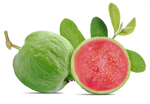 Guava Fruit A Tropical Treat with Abundant Benefits Guava Fruit A Tropical Treat with Abundant Benefits