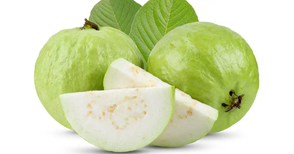 Guava Fruit A Tropical Treat with Abundant Benefits Guava Fruit A Tropical Treat with Abundant Benefits