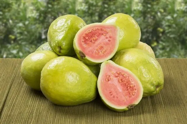 Guava Fruit A Tropical Treat with Abundant Benefits Guava Fruit A Tropical Treat with Abundant Benefits