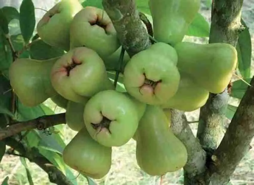 Java Apple Fruit A Delicious and Nutritious Tropical Treat