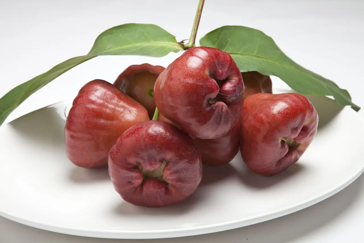 Java Apple Fruit A Delicious and Nutritious Tropical Treat