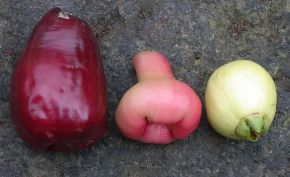 Java Apple Fruit A Delicious and Nutritious Tropical Treat