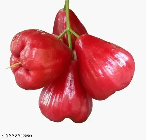 Java Apple Fruit A Delicious and Nutritious Tropical Treat