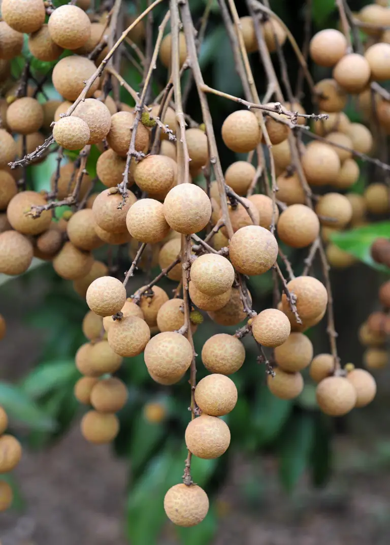 The unique and delightful taste of longan fruit 11 The Sweet and Unique Taste of Longan Fruit