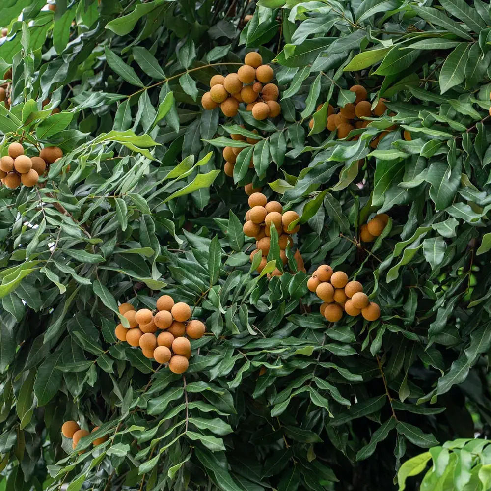 The Sweet and Unique Taste of Longan Fruit