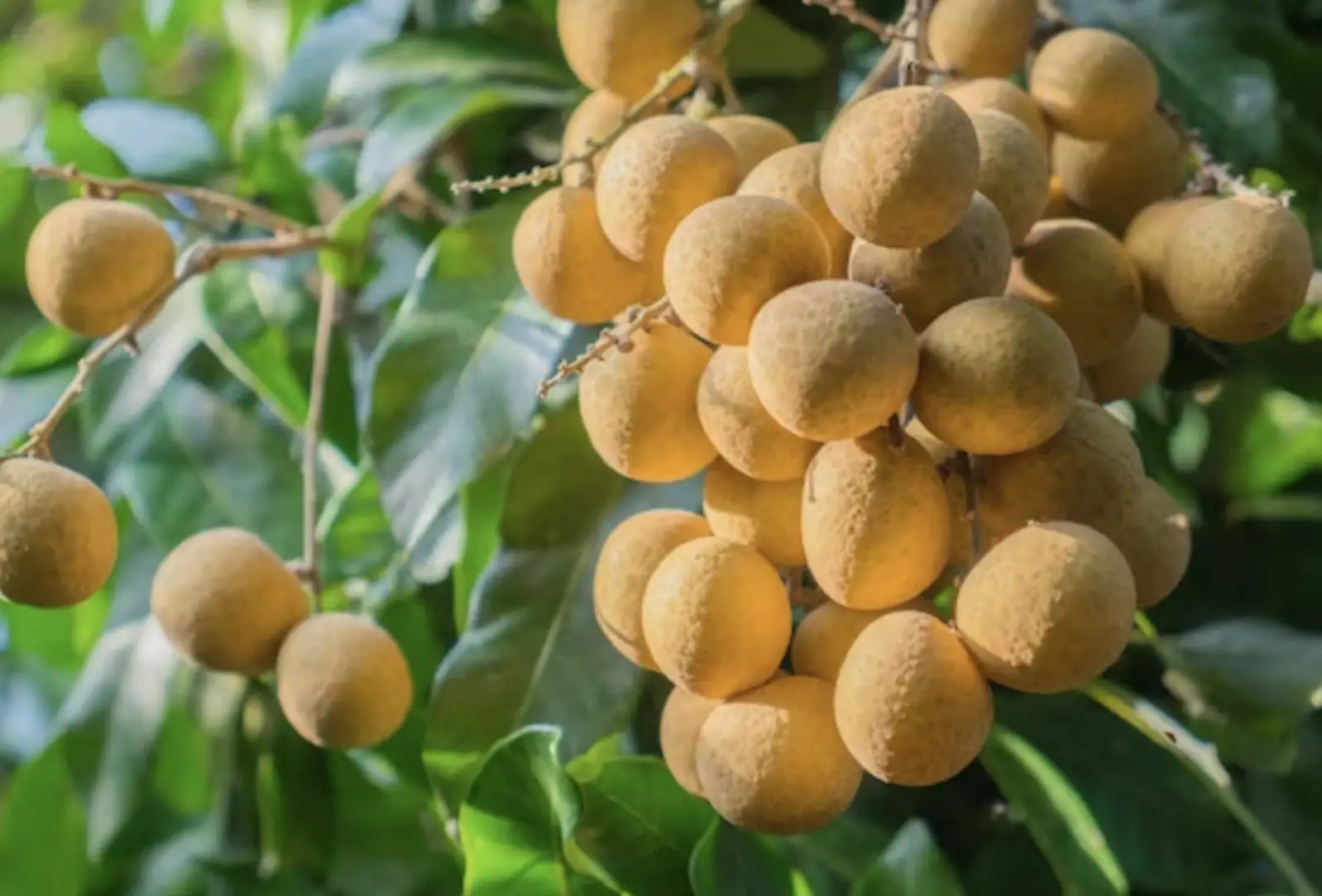 The unique and delightful taste of longan fruit 5 The Sweet and Unique Taste of Longan Fruit