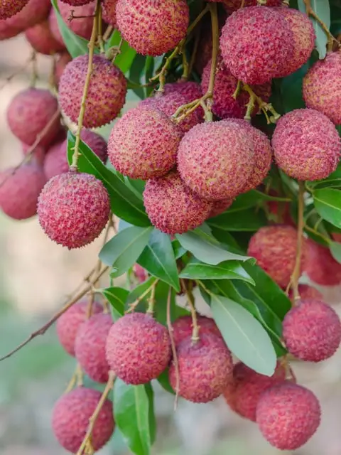 Lychee Fruit A Sweet and Nutritious Tropical Gem