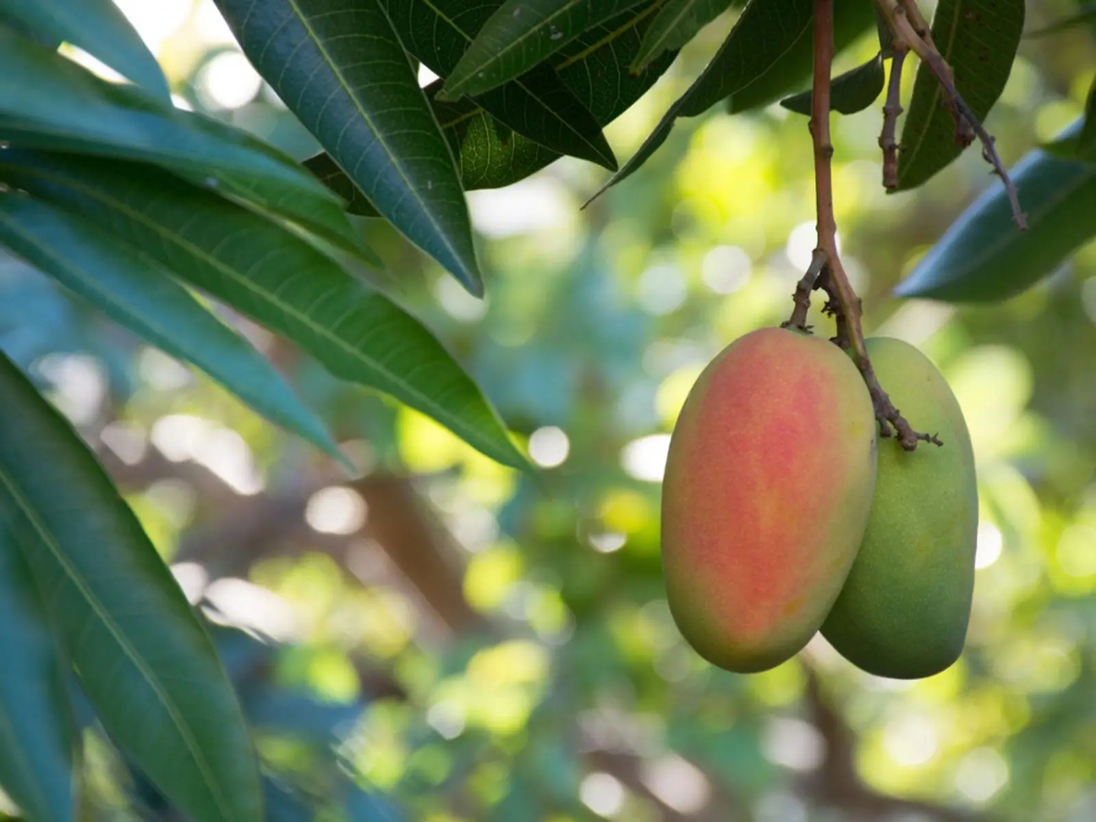 The Sweet Taste of Mangoes Exploring the Vibrant Flavors of a Tropical Delicacy