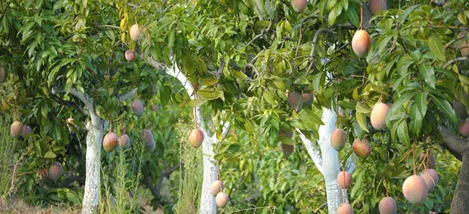 The Sweet Taste of Mangoes Exploring the Vibrant Flavors of a Tropical Delicacy