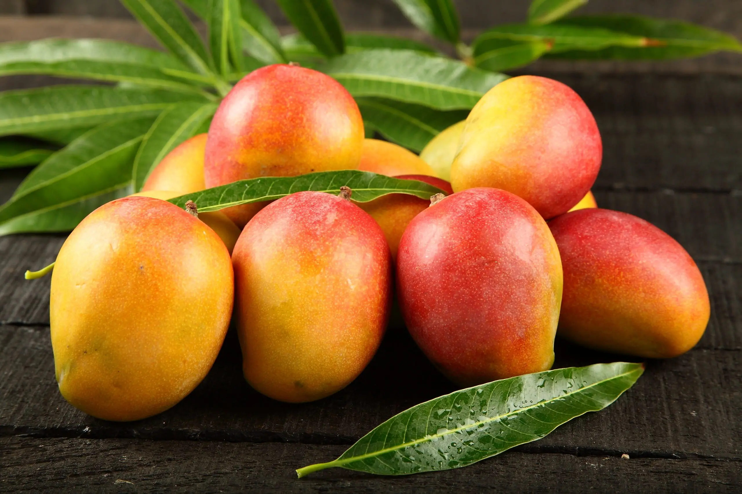 The Sweet Taste of Mangoes Exploring the Vibrant Flavors of a Tropical Delicacy