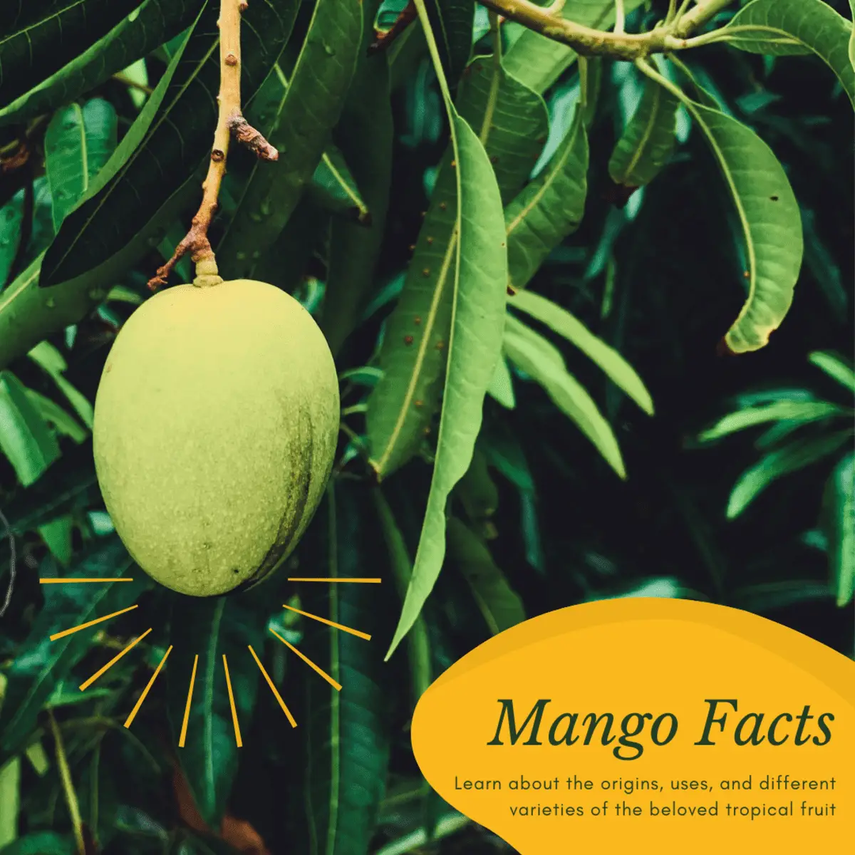 The Sweet Taste of Mangoes Exploring the Vibrant Flavors of a Tropical Delicacy